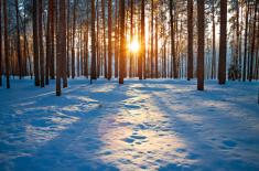 Kto płaci podatek za grunty sklasyfikowane jako lasy w przypadku zawarcia umowy cywilnoprawnej (dzierżawa) przez Skarb...