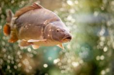 Czy starosta może wydać pozwolenie wodnoprawne na wykonanie ziemnego stawu rybnego - jako urządzenia melioracji wodnej...