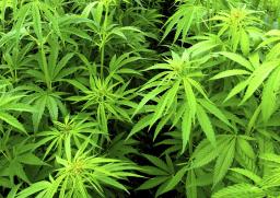 Rzecznik Praw Obywatelskich: medyczna marihuana powinna być legalna