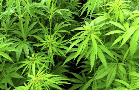 Rzecznik Praw Obywatelskich: medyczna marihuana powinna być legalna