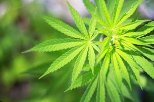 Komisja ds. petycji nie będzie się zajmować sprawą medycznej marihuany
