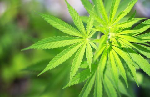 Ziobro: marihuana może być używana medycznie, ale to narkotyk