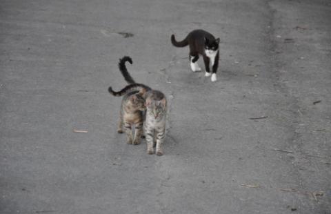 Przepis o karach za prowadzenie lecznicy weterynaryjnej bez wpisu do rejestru doprecyzowany
