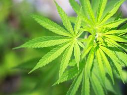 Opublikowano wzór wniosku o dopuszczenie medycznej marihuany