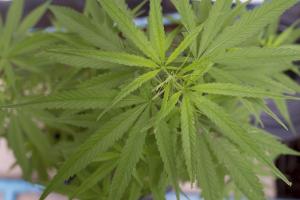 Senacka komisja bez poprawek w sprawie medycznej marihuany