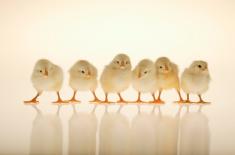 Czy inspektor PIP ma prawo przeprowadzić kontrolę w Wielkanoc?