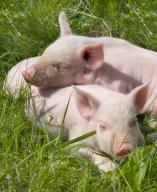 Co zrobić, żeby rolnicy mogli sprzedać świnie z terenów, na których stwierdzono wirusa?