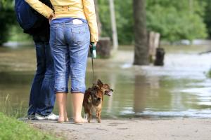 NSA: Nie można zakazać psom wstępu do parku