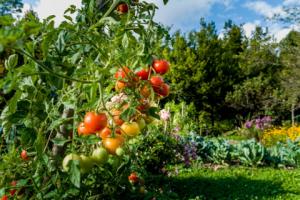 SN: Zniszczenie ogródka warzywnego kończy się uniewinnieniem
