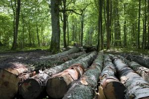 WSA: Kradną drzewo, ale to nie powód, by ścinać las
