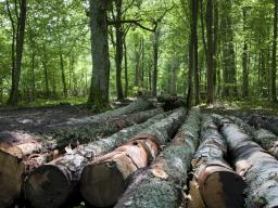 WSA: Kradną drzewo, ale to nie powód, by ścinać las