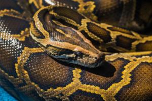 Hodowla boa dusicieli bez podatku dochodowego