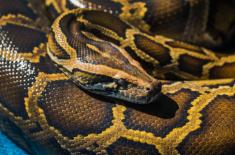 Hodowla boa dusicieli bez podatku dochodowego