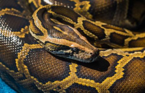 Hodowla boa dusicieli bez podatku dochodowego