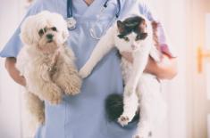 Prawa zwierząt - są kary i... bariery w sądach i prokuraturach