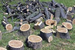 NSA: Wycinka drzew po ocenie ich wartości przyrodniczej