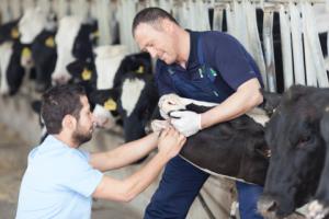 KE: Kary za nielegalny ubój mają być skuteczniejsze