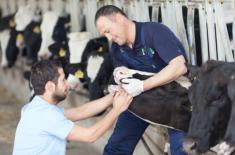 KE: Kary za nielegalny ubój mają być skuteczniejsze