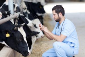 TSUE: Mięso z uboju rytualnego nie jest ekologiczne