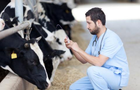 Etatowi lekarze weterynarii nie zastąpią wyznaczanych z urzędu