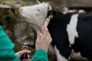 Będą ułatwienia w prowadzeniu małych ubojni