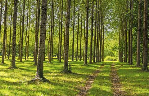 WSA: Przebudowa drogi leśnej z zakazem ingerencji w siedliska przyrodnicze