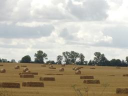 WSA: Dzierżawienie pola od gminy nie wystarcza do wygaszenia mandatu