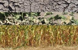 Wnioski o dotacje za straty w uprawach w wyniku suszy można składać do 15 listopada