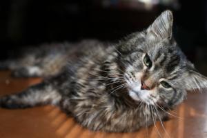 Testament dla mizantropa - rodzinę trudno wydziedziczyć, ale można próbować