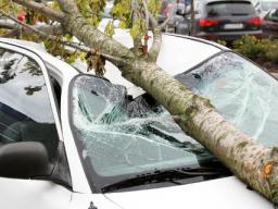 Regularny przegląd drzewostanu to za mało, by nie płacić za zniszczone auto