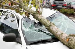 Regularny przegląd drzewostanu to za mało, by nie płacić za zniszczone auto
