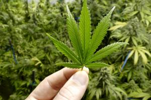 Parlamentarny zespół oceni koszty społeczne i ekonomiczne legalizacji marihuany