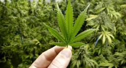Parlamentarny zespół oceni koszty społeczne i ekonomiczne legalizacji marihuany