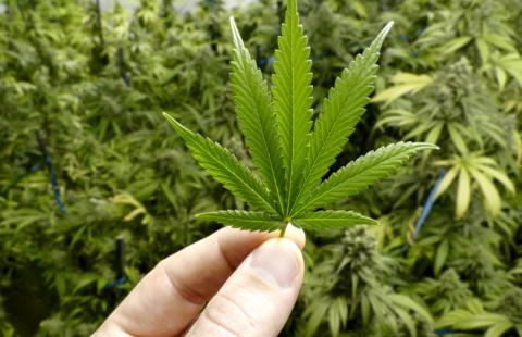 Parlamentarny zespół oceni koszty społeczne i ekonomiczne legalizacji marihuany