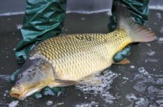 Święta bez karpia w wannie? Topczewska: zakaz sprzedaży żywych ryb koniecznością