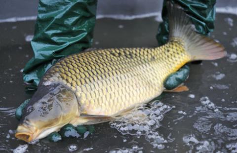 Święta bez karpia w wannie? Topczewska: zakaz sprzedaży żywych ryb koniecznością