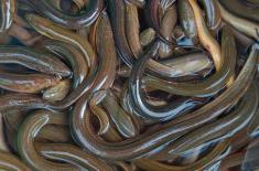 Skarbówka przechwyciła transport chronionego węgorza