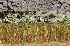 Rząd chce zmienić sposób szacowania skutków suszy