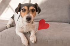 Pies, kot w czasie epidemii - strach porzucenia nie tłumaczy