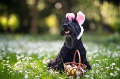 Opłata od psów tylko w niektórych gminach