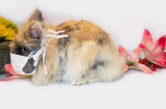 Świąteczny nastrój nie ustrzeże przed karą za złamanie zakazów