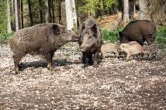 Sąd: Zarządca drogi musi wiedzieć, którędy chodzą dziki