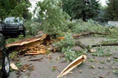 Sąd: Zarządca drogi powinien dostrzec nie tylko suche drzewa, ale i konary