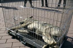 Polskie prawo wciąż ma problem z przestępstwami wobec zwierząt