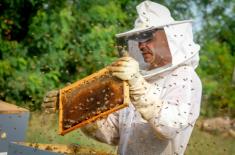 Gdy rój ucieknie z ula, pszczelarz ma mało czasu na podjęcie poszukiwań