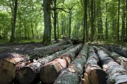 Sejm zakończył spór o nową definicję drewna energetycznego