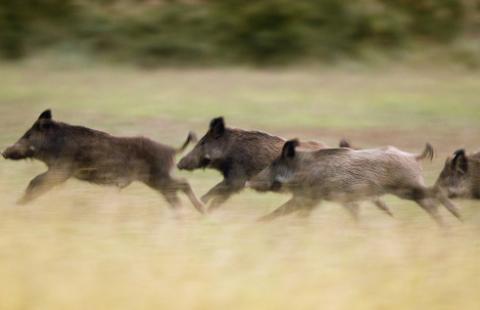 NIK: Problem szkód łowieckich narasta