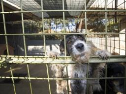Sejmowa większość zdecydowała o pracach nad nowymi przepisami o ochronie zwierząt
