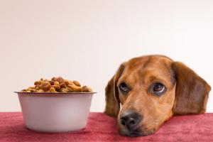 Spór o psa i kota rasowego rozstrzyga się w Senacie