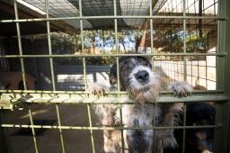 Ważą się losy przepisów o odbieraniu zaniedbanych zwierząt